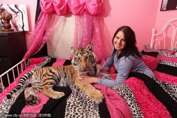 Girl sleeps with a Bengal tiger in her bed