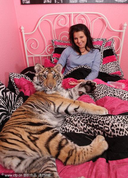 Girl sleeps with a Bengal tiger in her bed