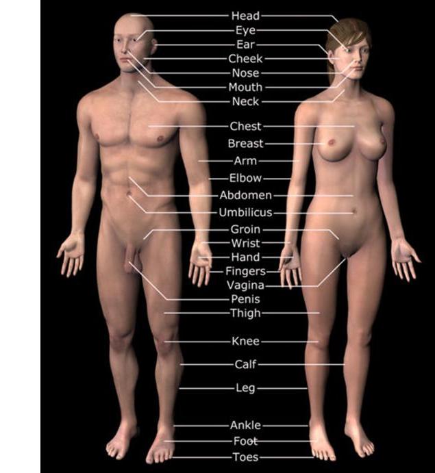 Top 15 Amazing Facts About The Human Body