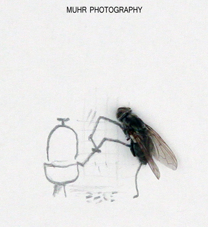 Dead Flys Art