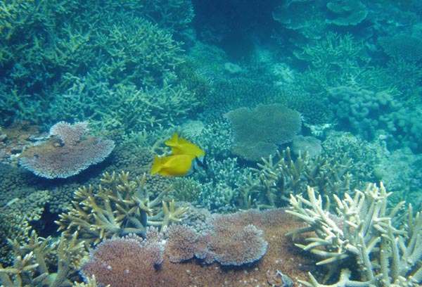 Knuckle Reef Lagoon