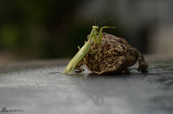 Toad tickled by mantis