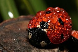 Interesante Facts About The Ladybug